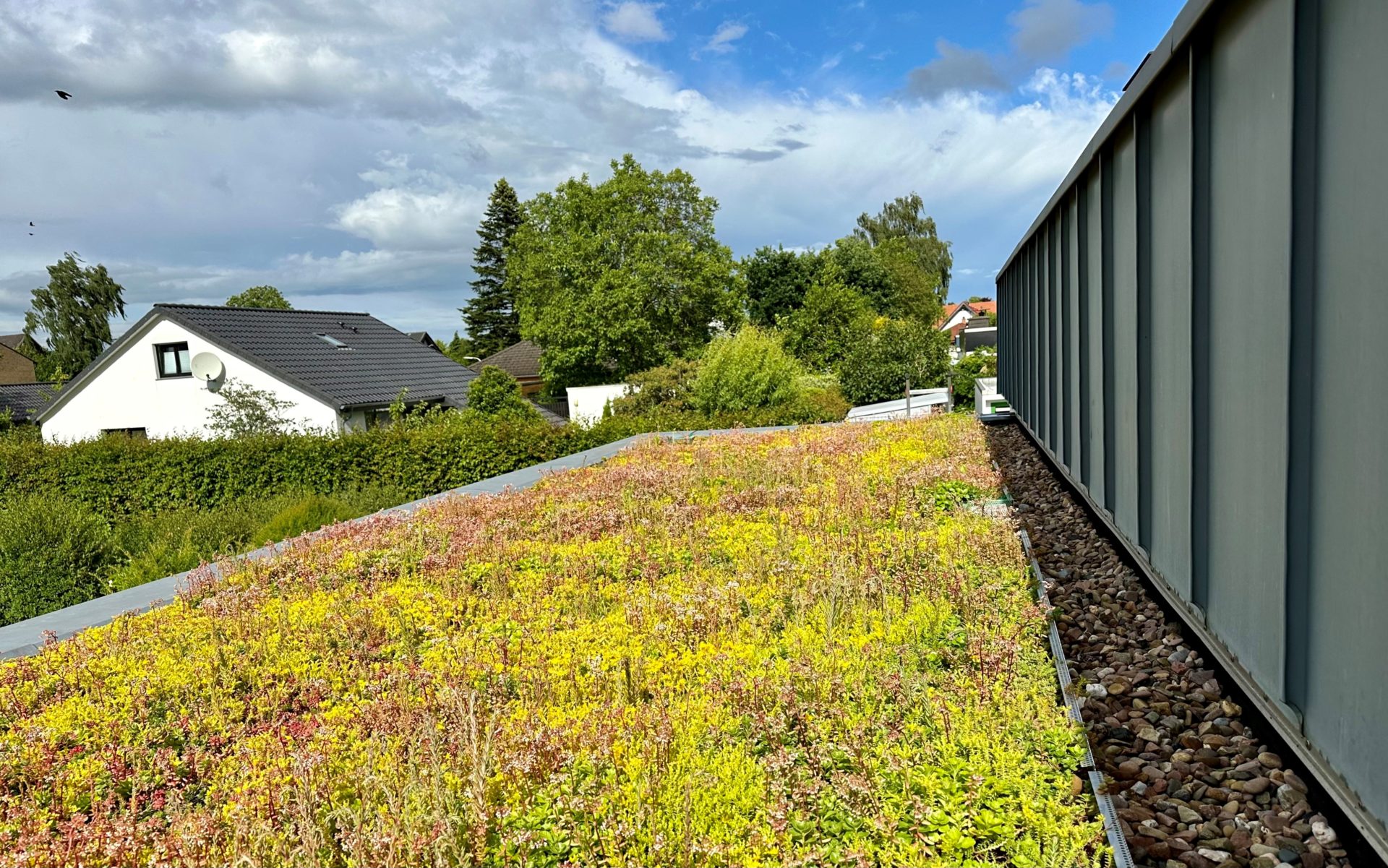 Vortrag und Gründachbegehung: „Grün statt Grau: Wie grüne Infrastruktur die Zukunft gestaltet”