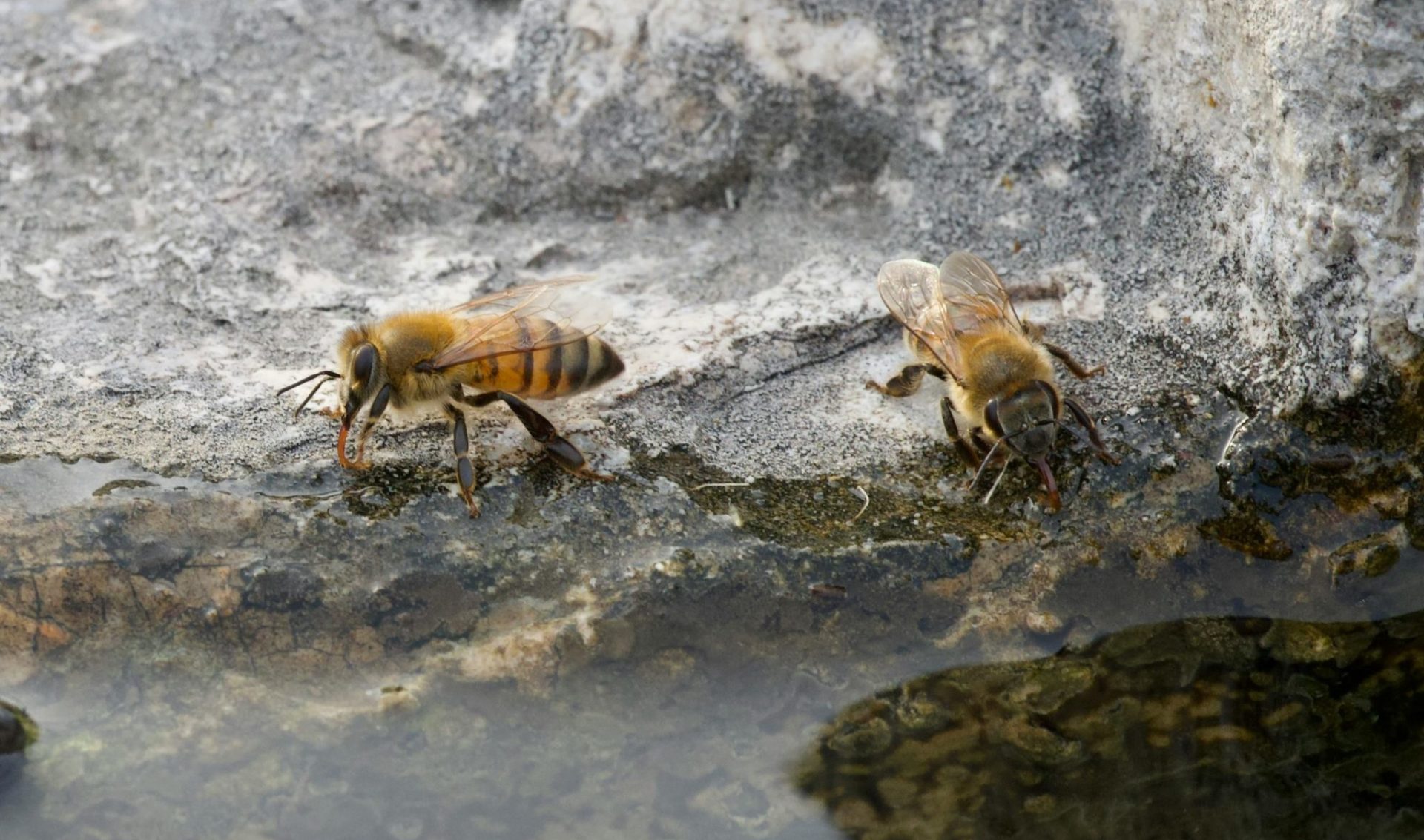 Insektentränken basteln – Insekten im Hitzestress