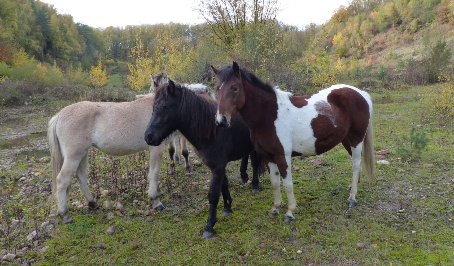 Ponys, Tümpel und Natur – einmalige Entdeckungstour durch das Naturschutzgebiet Holzhauser Mark!